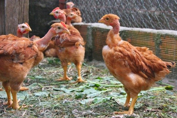 Особенности содержания и выращивания голых кур