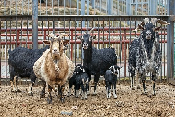 Особенности разведения и разведения камерунских коз