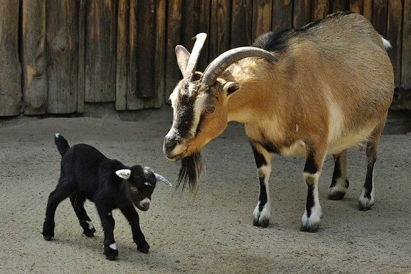 Особенности разведения и разведения камерунских коз