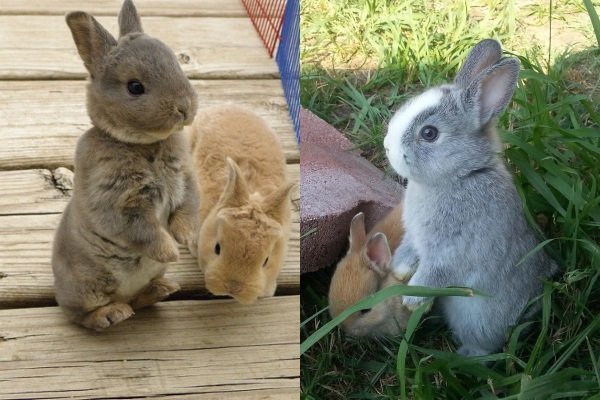 Особенности разведения и разведения кроликов рекс