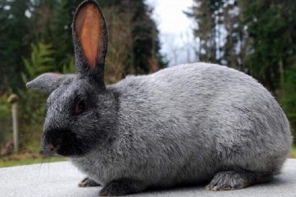 Особенности содержания и разведения Серебристого кролика