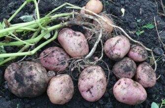 Особенности сорта картофеля «Романо»: характеристика, посадка и уход