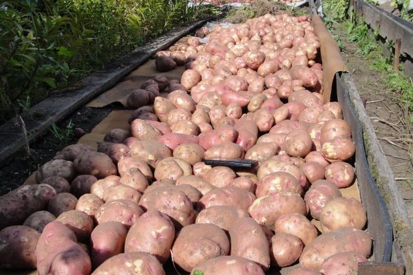 Характеристика сорта картофеля «Романо»: характеристика, посадка и уход