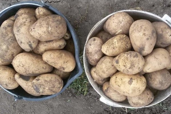 Особенности сорта картофеля «Тулеевский»: описание, качества, выращивание и уход
