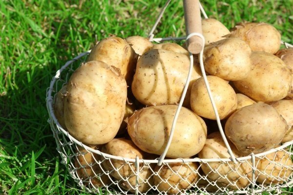 Характеристика сорта картофеля «Тулеевский»: описание, качество, выращивание и уход