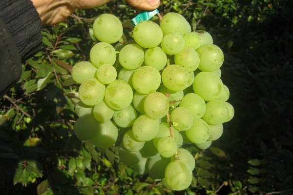 Характеристики винограда Талисмано