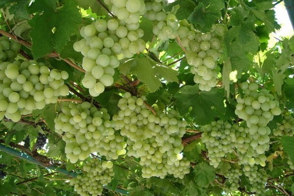 Характеристики винограда Талисмано