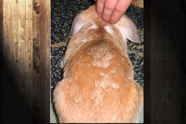Особенности ухода за кроликом во время линьки и его виды