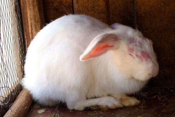 Особенности ухода за кроликом во время линьки и его виды