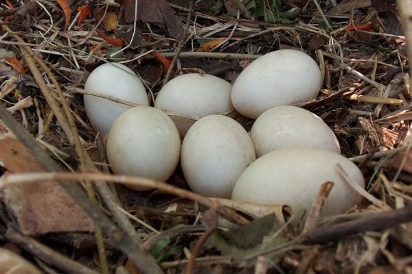 Особенности утиных яиц: ценность, польза и использование