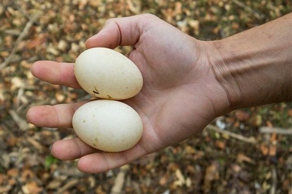 Характеристики утиных яиц: ценность, польза и применение