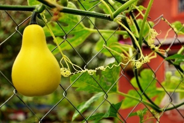 Особенности выращивания и использования декоративных сортов тыквы