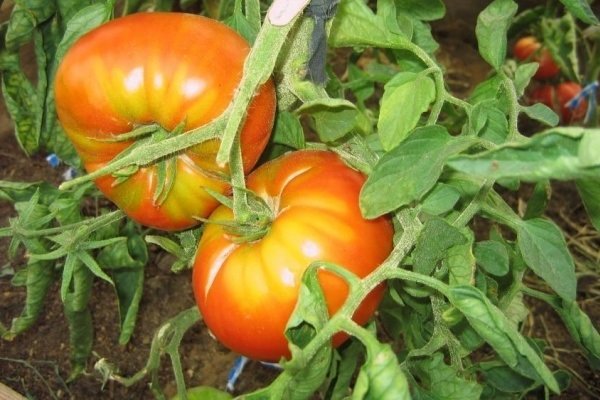 Характеристики роста и отказа от томатов сорта «Король гигантов»