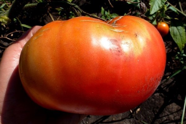 Характеристики роста и отказа от томатов сорта «Король гигантов»