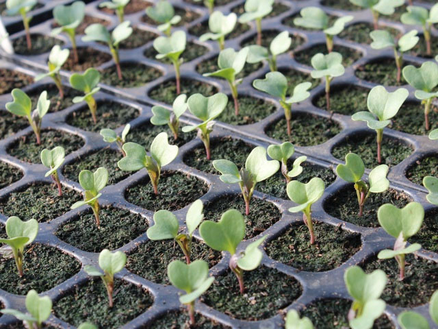Особенности выращивания капусты брокколи в открытом грунте, секреты ухода