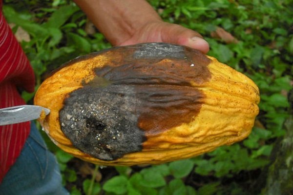 Особенности выращивания тыквы в открытом грунте