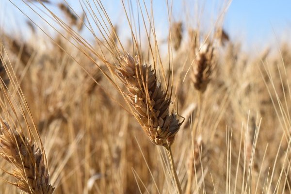 Особенности выращивания, ухода и уборки яровой пшеницы