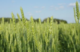 Особенности выращивания, ухода и сбора урожая яровой пшеницы