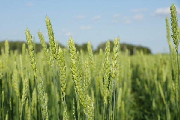 Особенности выращивания, ухода и сбора урожая яровой пшеницы