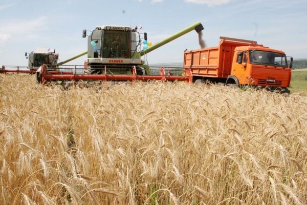 Особенности выращивания, ухода и уборки яровой пшеницы