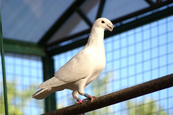 Особенности выставки немецких голубей