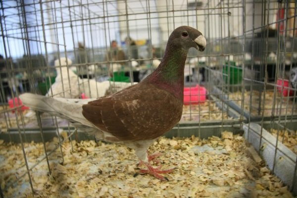 Особенности выставки немецких голубей