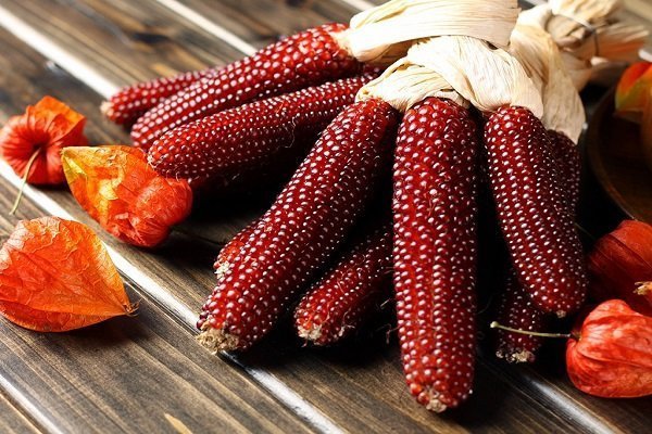 Отличительные приметы и правила выращивания красной кукурузы