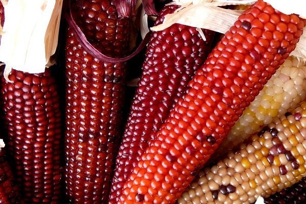 Отличительные приметы и правила выращивания красной кукурузы