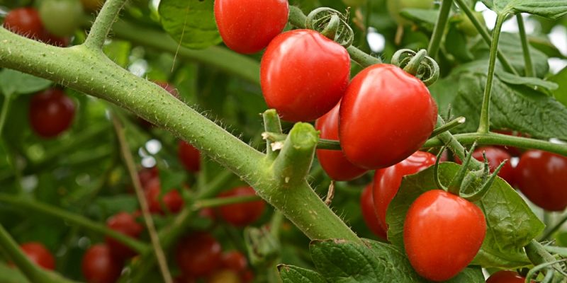 Отличные сорта безрассадных томатов