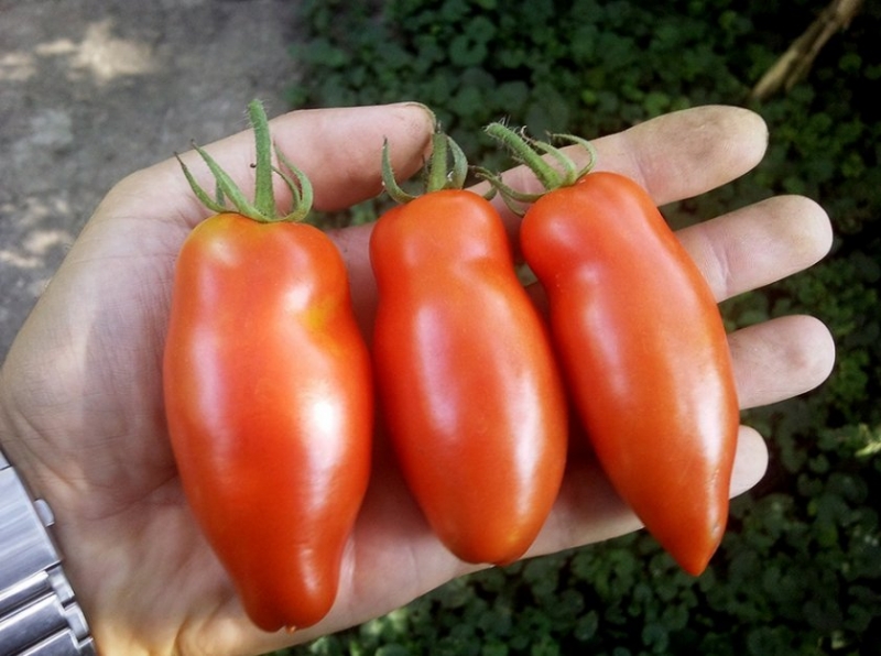 Отличные сорта томатов без косточек