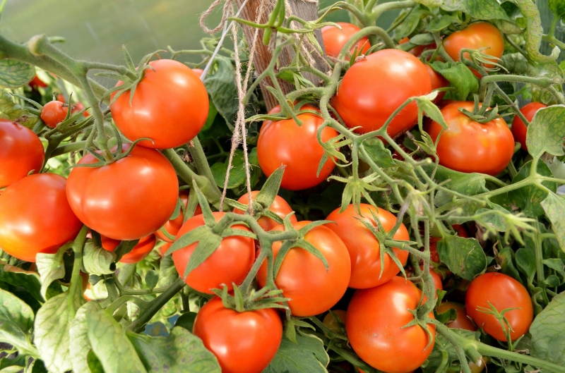 Отличные сорта томатов без косточек