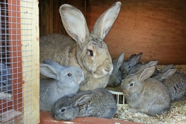 Зайчики на отсадку от кролика: сроки и правила