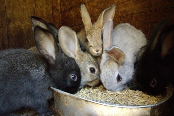 Зайчики на отсадку от кролика: сроки и правила