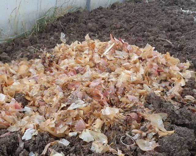 Отвар и настой луковой шелухи - использование в саду и на огороде