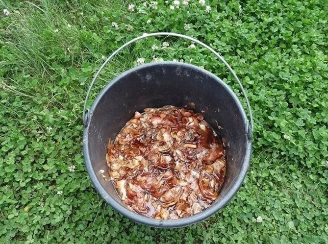 Отвар и настой луковой шелухи - использование в саду и на огороде