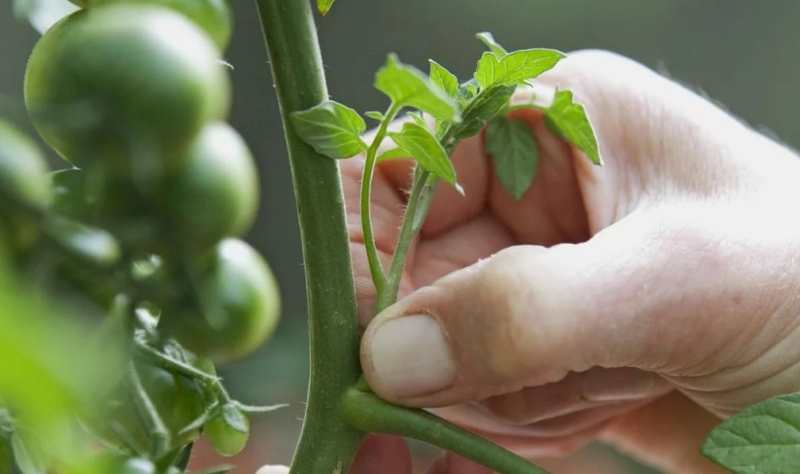 Озеленение помидоров: от этого зависит количество и качество нашего урожая