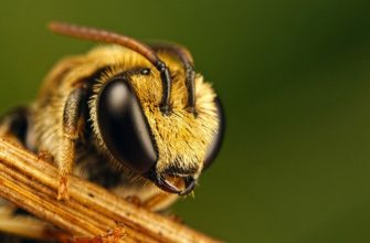 Пчелиный подмор: лечебные свойства и способы применения