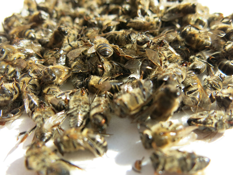Пчелиный подмор: лечебные свойства и способы применения