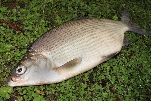 Пелядь (сырок): описание рыбы, её особенности жизни, ловля и выращивание