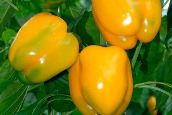Пепе Мираколо д'Оро: характеристики сладкого перца и его агротехника