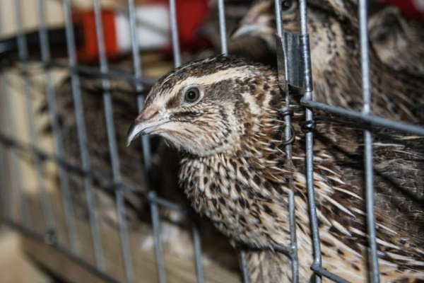 Перепел эстонской породы: характеристика, разведение и уход