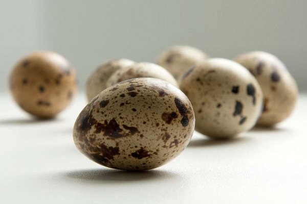 Перепел эстонской породы: характеристика, разведение и уход