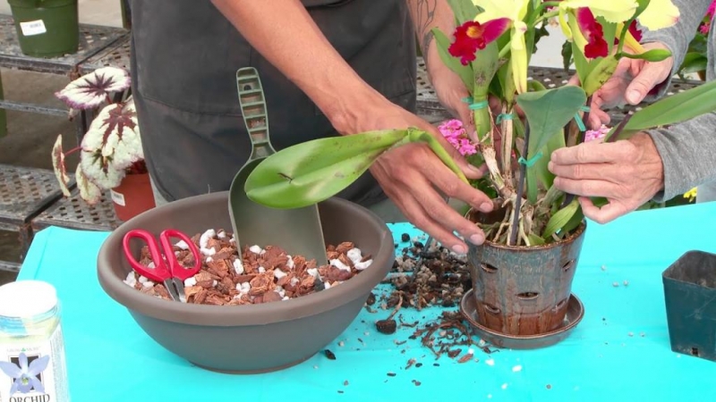 Пересадка орхидеи в домашних условиях - пошаговое описание с фото