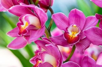 Пересадка орхидеи в домашних условиях: пошаговое описание с фото