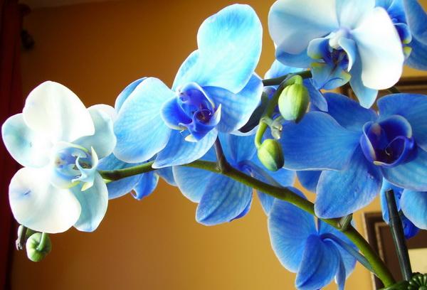 Пересадка орхидеи в домашних условиях - пошаговое описание с фото