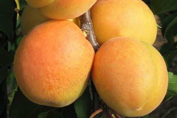 Абрикосовый персик: характеристика, растение и выращивание