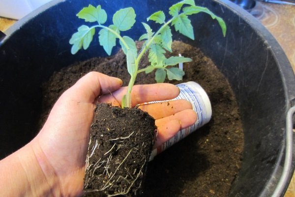 Сбор рассады томатов: зачем, когда и как пересаживать урожай?