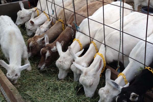 Питание домашних коз: что они едят, виды еды и правила кормления