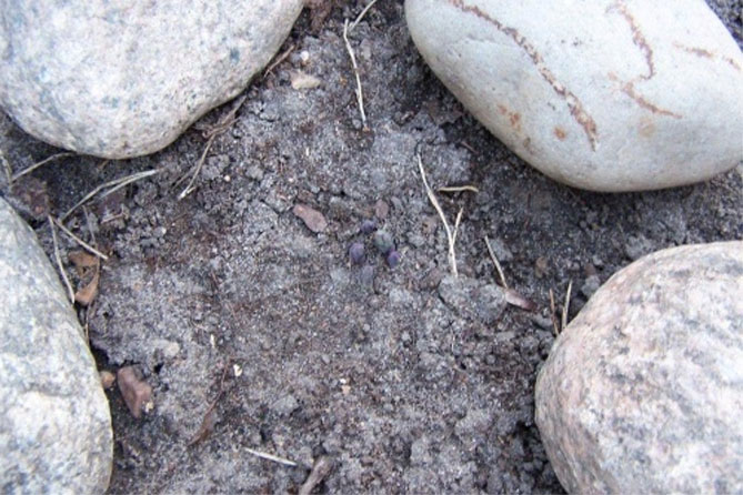 Платикодон - посадка, выращивание и уход в открытом грунте, фото, описание сортов