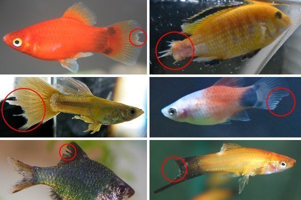 Плавниковая гниль у аквариумных рыб: симптомы и методы ее лечения